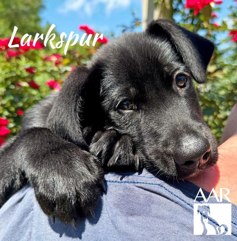 Larkspur thumbnail 3