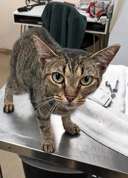 A young small-sized female Domestic Short Hair cat named Cinnamon for adoption in Palm Coast, FL