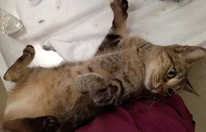 Cinnamon thumbnail 2
