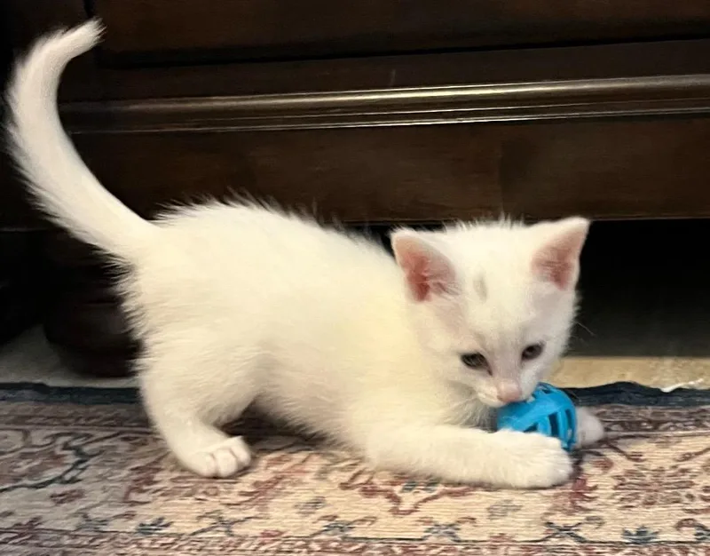 Dot