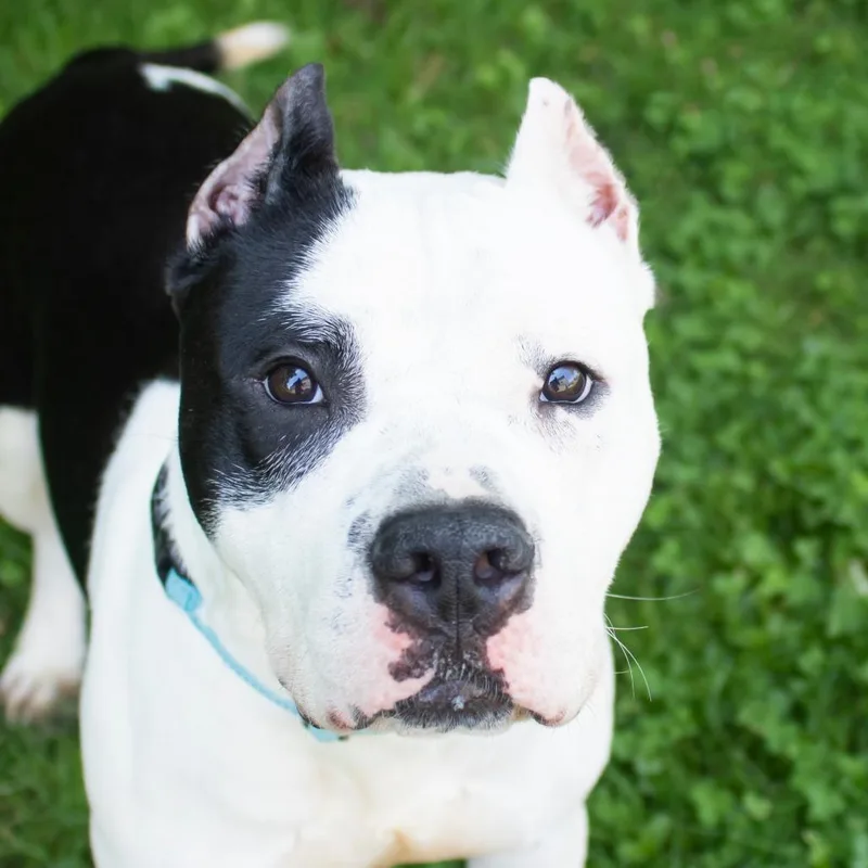 An adult large-sized male Black Pit Bull Terrier dog named Zeus for adoption in Middletown, RI
