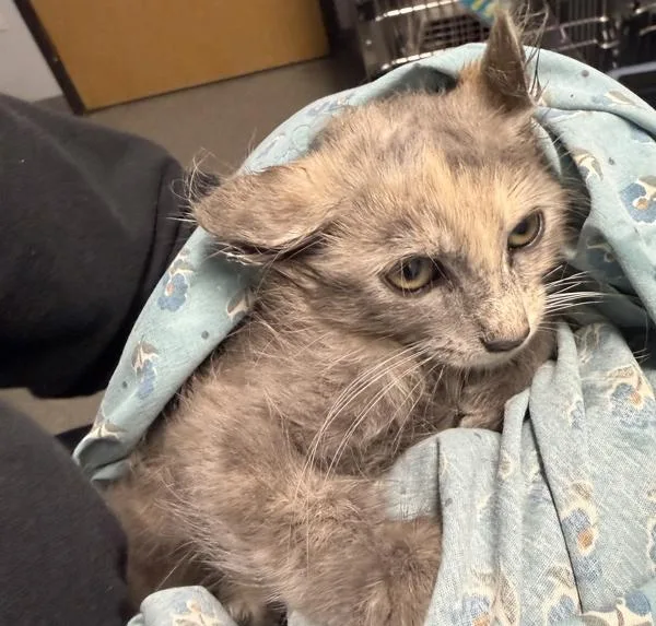 A baby medium-sized female Domestic Long Hair cat named Brianne for adoption in Escondido, CA