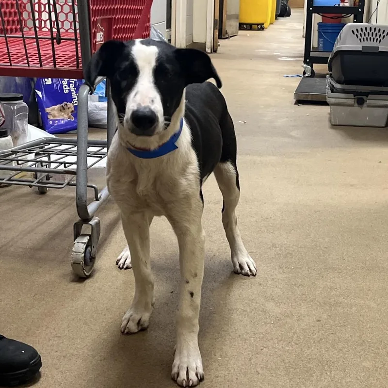 A young medium-sized male White / Cream Mixed Breed dog named Bucky for adoption in Chattanooga, TN