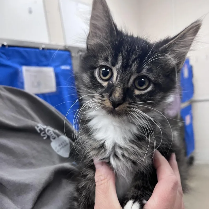 A baby small-sized female Brown / Chocolate Domestic Medium Hair cat named Thursday for adoption in Grand Rapids, MI