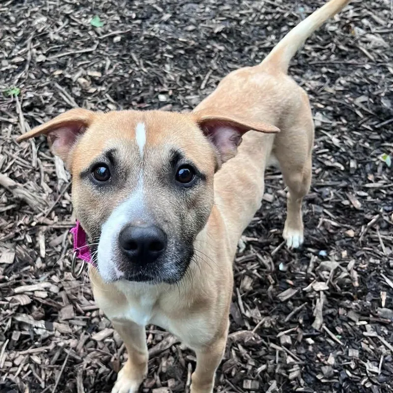 A young medium-sized male Apricot / Beige Mixed Breed dog named Frito for adoption in Warren, OH