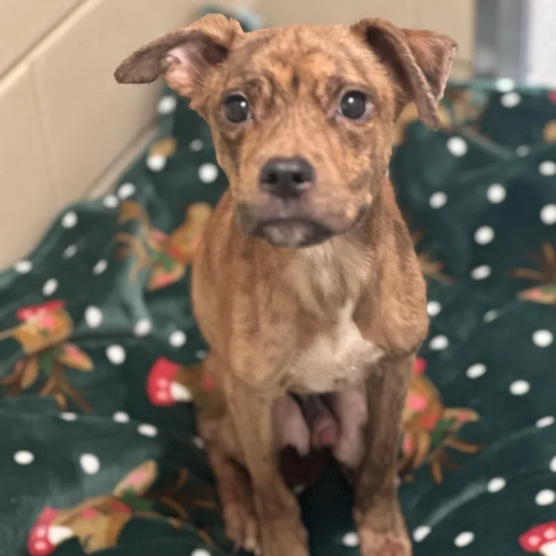 A young small-sized male Brindle Mixed Breed dog named Strayglenwooddrive for adoption in Columbus, GA