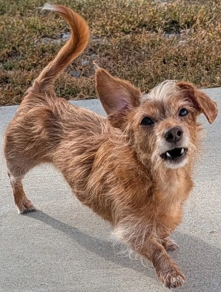 A senior small-sized male Golden Dachshund dog named Toby in TN for adoption in Shelbyville, TN