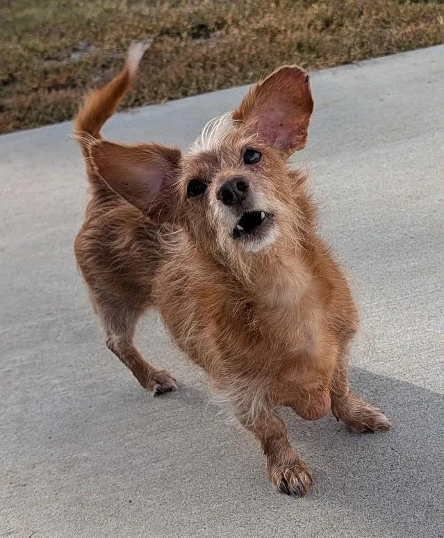 Toby in TN thumbnail 2