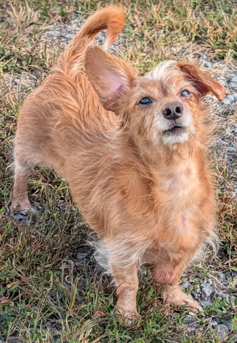 Toby in TN thumbnail 4
