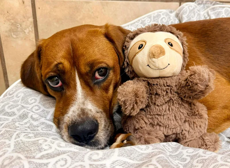 A young medium-sized male Golden Boxer dog named Rufus for adoption in Foley, AL