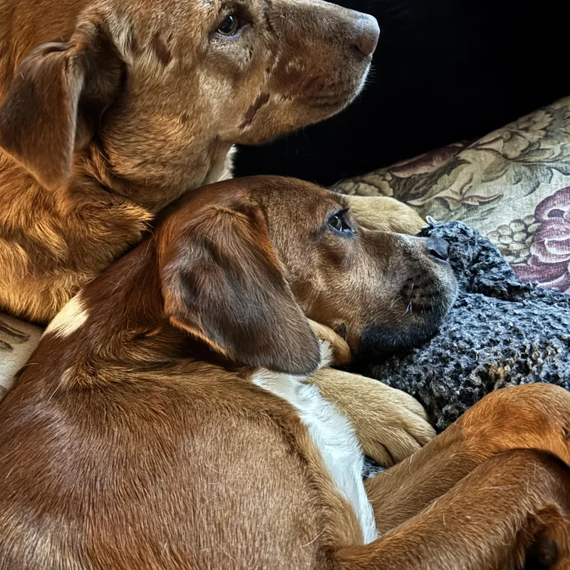 Rufus thumbnail 5