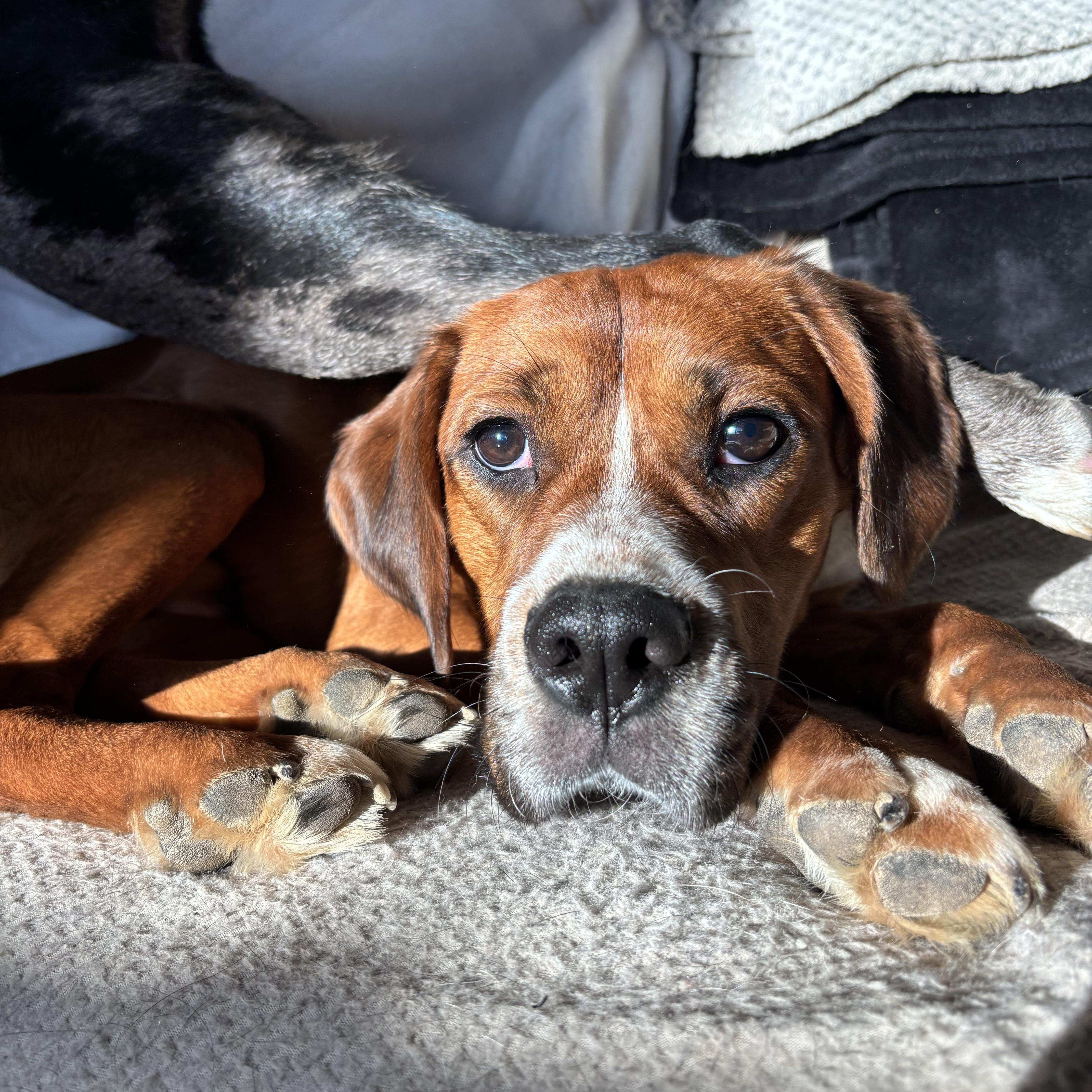Rufus thumbnail 6
