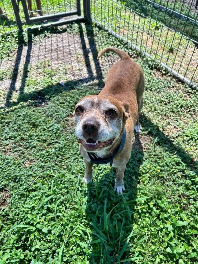 A senior medium-sized female Brown / Chocolate Mixed Breed dog named Abby for adoption in Scott, LA