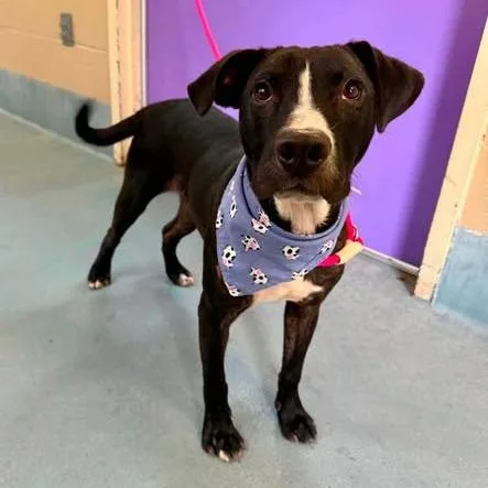 A young medium-sized male Black American Staffordshire Terrier dog named Bashful for adoption in Pittsburgh, PA