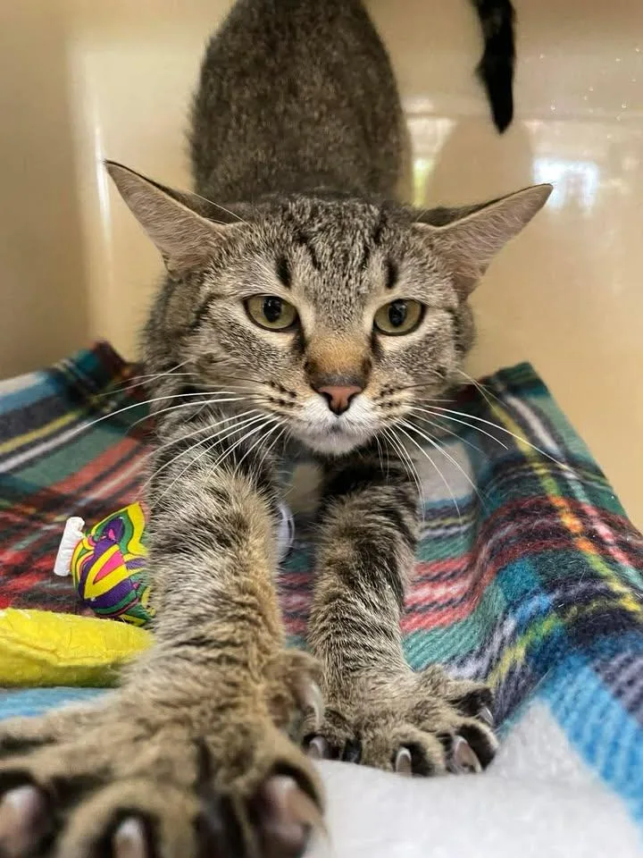 An adult medium-sized female Domestic Short Hair cat named Mila for adoption in Stillwater, OK