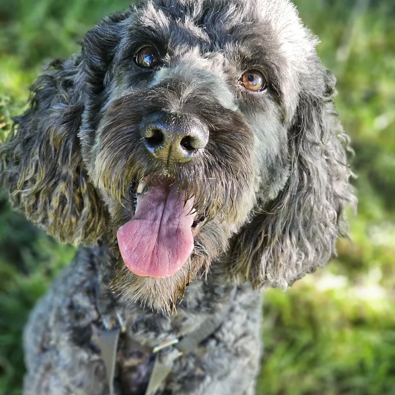 An adult medium-sized male Gray / Blue / Silver Goldendoodle dog named Chewey for adoption in O Fallon, IL