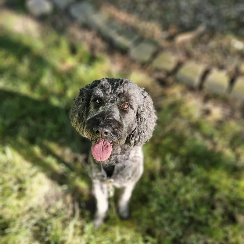 Chewey thumbnail 6