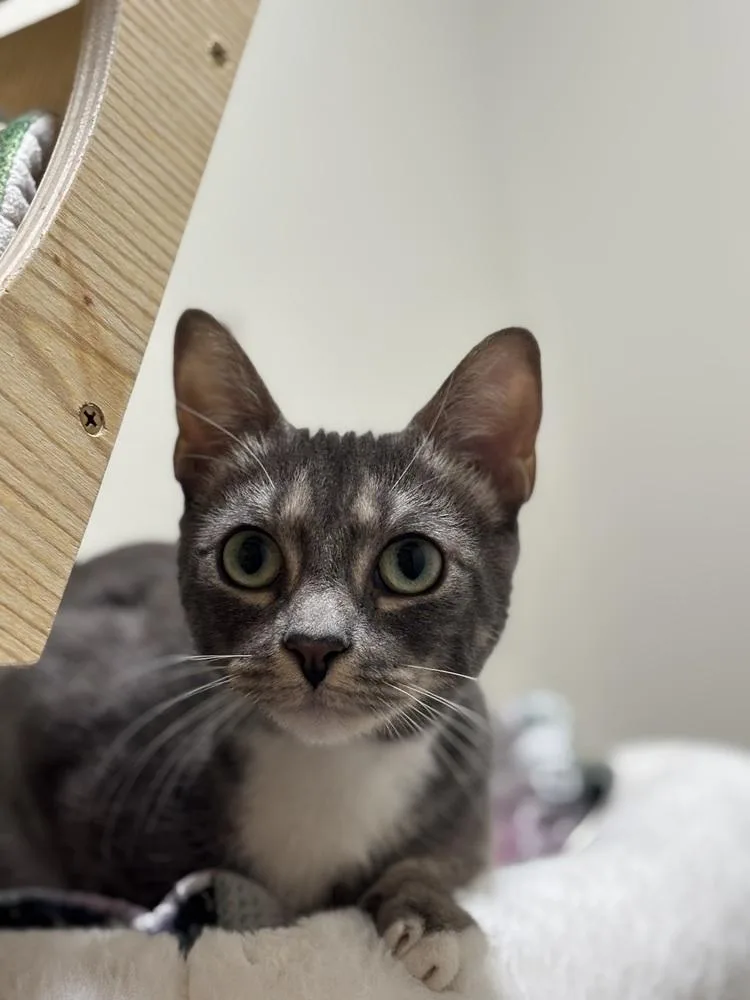 A young medium-sized female Tabby cat named Edamame for adoption in Dallas, TX