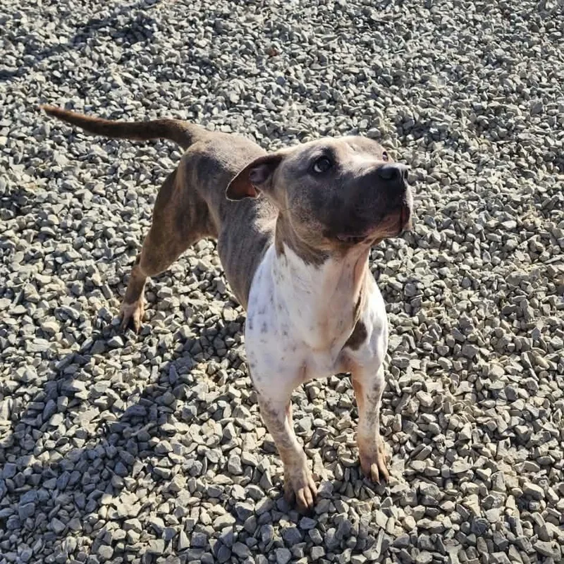 An adult medium-sized female Pit Bull Terrier dog named Juju for adoption in Chuckey, TN