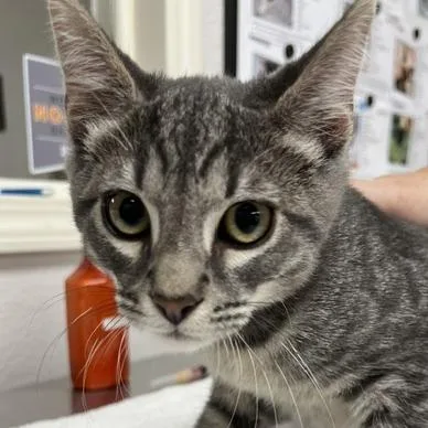 A baby small-sized female Gray / Blue / Silver Domestic Short Hair cat named Charlie for adoption in Pleasant Hill, CA