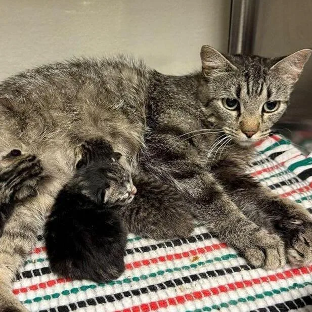 A young medium-sized female Gray / Blue / Silver Domestic Short Hair cat named Topper for adoption in San Antonio, TX