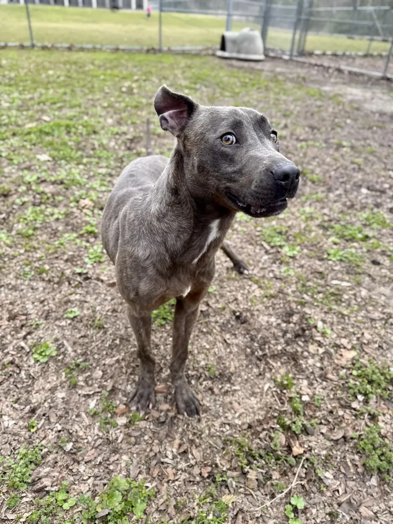 Party Nugget thumbnail 3