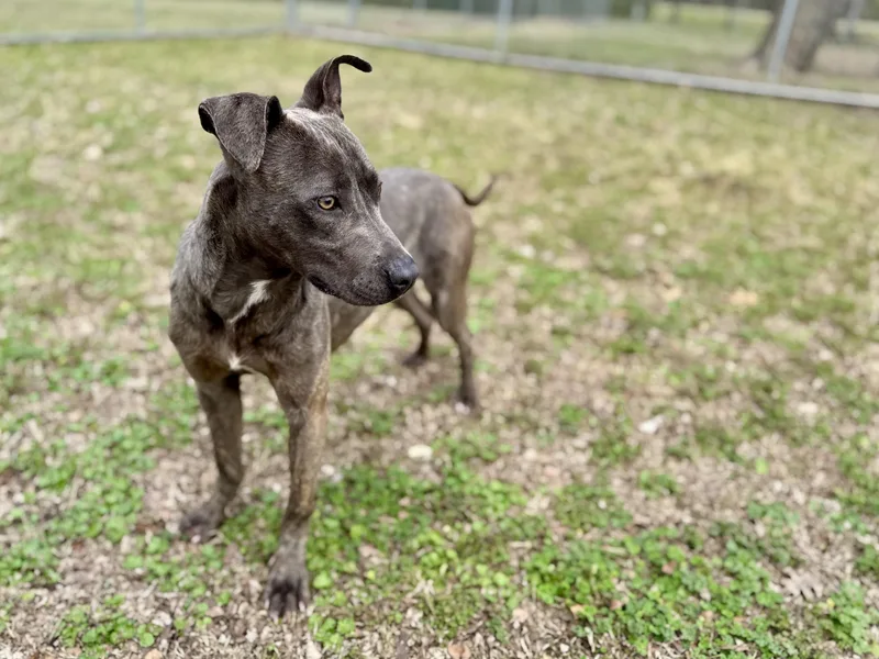 Party Nugget thumbnail 4