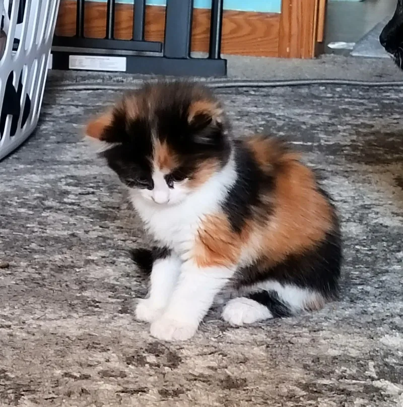 Mika
