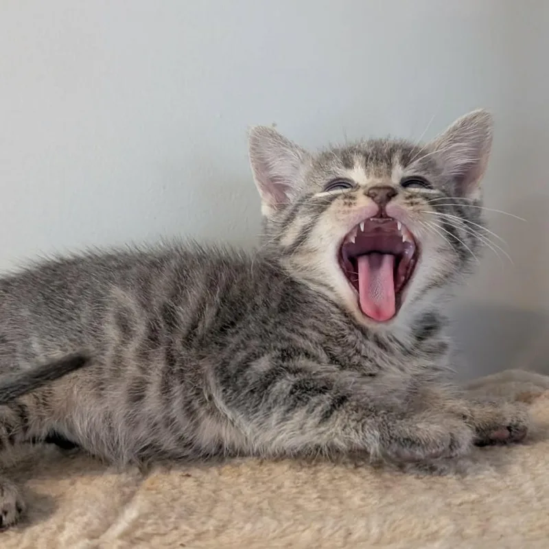 A baby small-sized male Gray / Blue / Silver Domestic Short Hair cat named Parmesan for adoption in Plainfield, IL