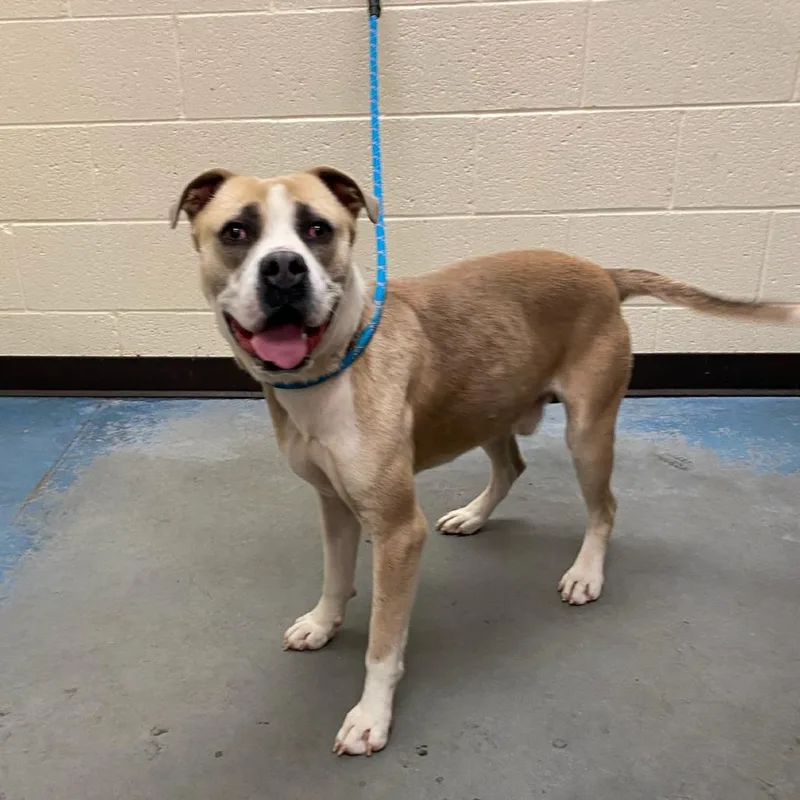 An adult medium-sized male Yellow / Tan / Blond / Fawn Mixed Breed dog named Adolo for adoption in Memphis, TN
