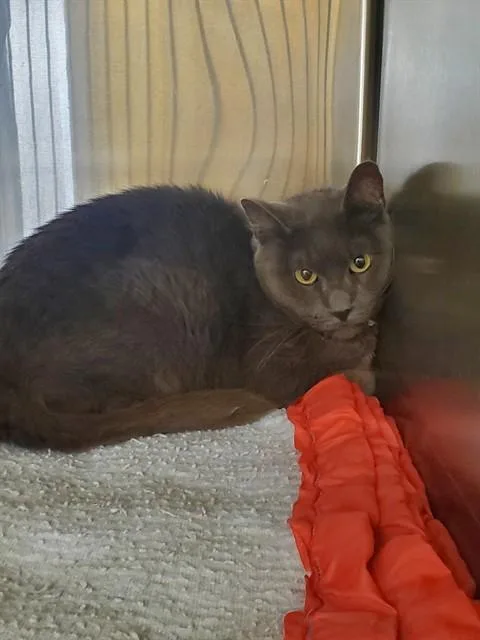 An adult medium-sized male Siamese cat named Houdini for adoption in Castaic, CA