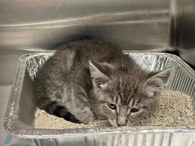 A baby small-sized male Domestic Short Hair cat named Watson for adoption in Tustin, CA