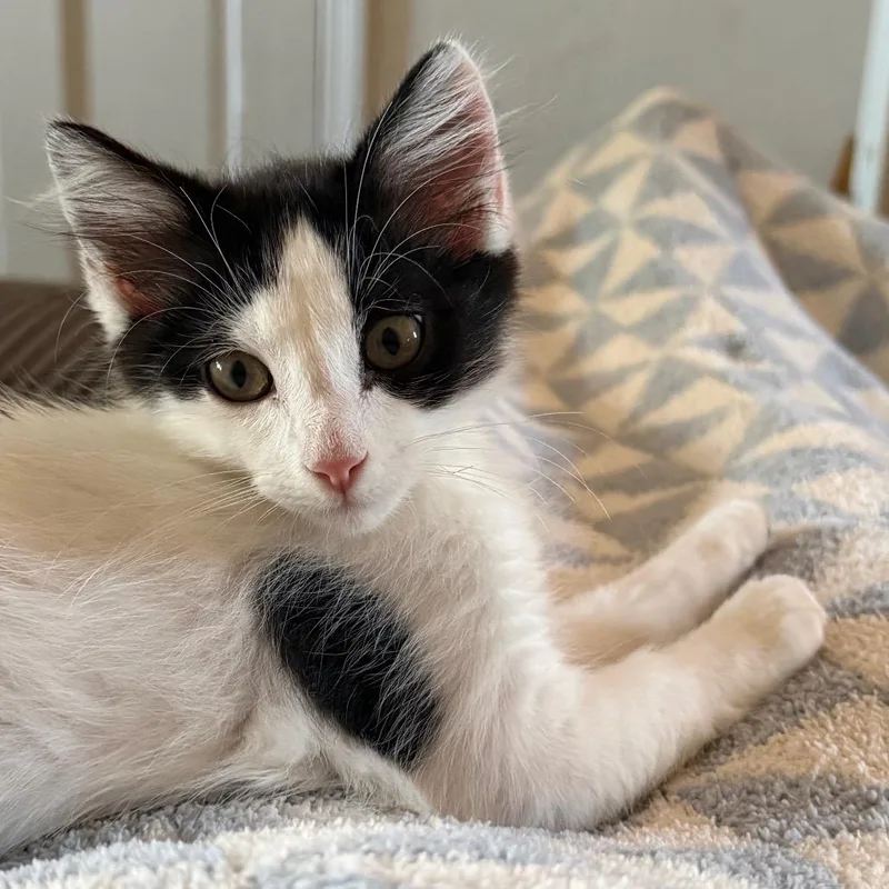 A baby small-sized female Domestic Short Hair cat named Nyu for adoption in Los Angeles, CA