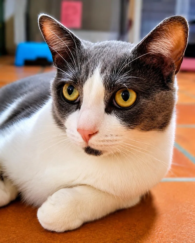 A young medium-sized male Gray / Blue / Silver Domestic Short Hair cat named Alejandro for adoption in Scottsdale, AZ