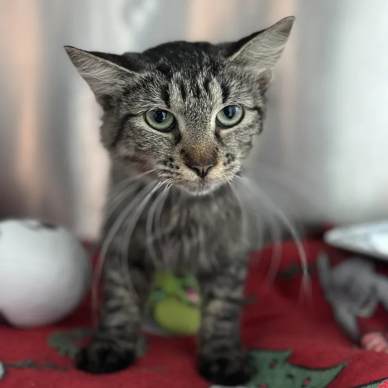 An adult medium-sized female Domestic Medium Hair cat named Champagne Toast for adoption in Matteson, IL