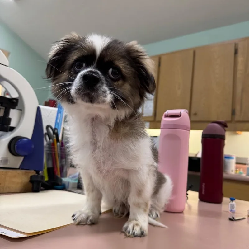 A baby small-sized male Shih Tzu dog named Meeko for adoption in Pearsall, TX