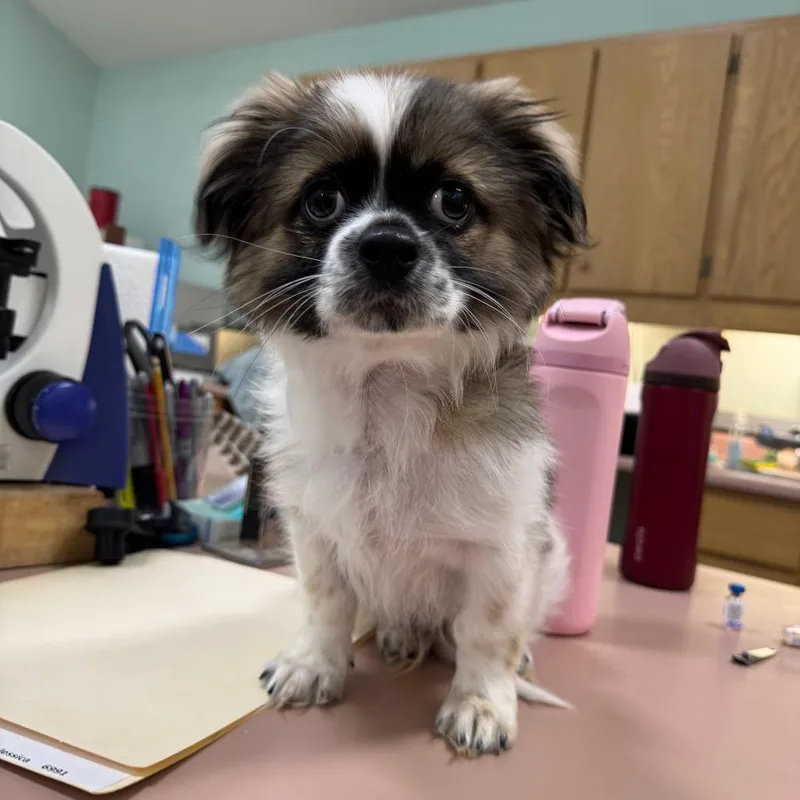 Meeko thumbnail 2