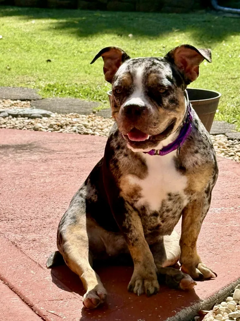 A young medium-sized female American Bully dog named Suki for adoption in Knoxville, TN