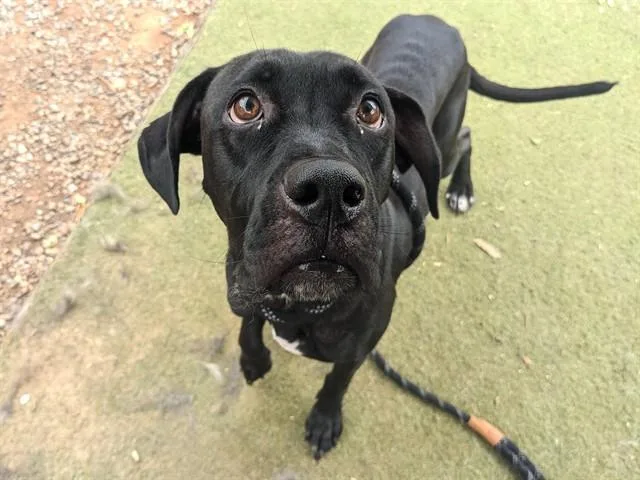 A young large-sized female Boxer dog named Thumbelina for adoption in Phoenix, AZ