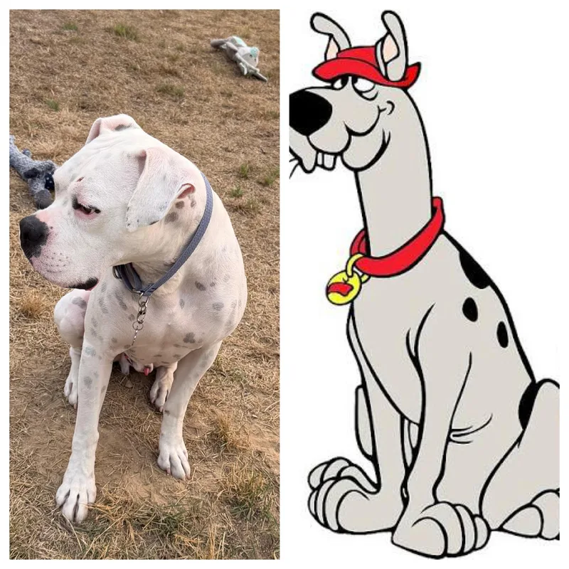 An adult large-sized male White / Cream Boxer dog named Ghost for adoption in Middlesex, NJ