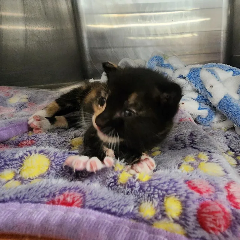 A baby small-sized female Tortoiseshell Domestic Short Hair cat named Clara for adoption in Evensville, TN