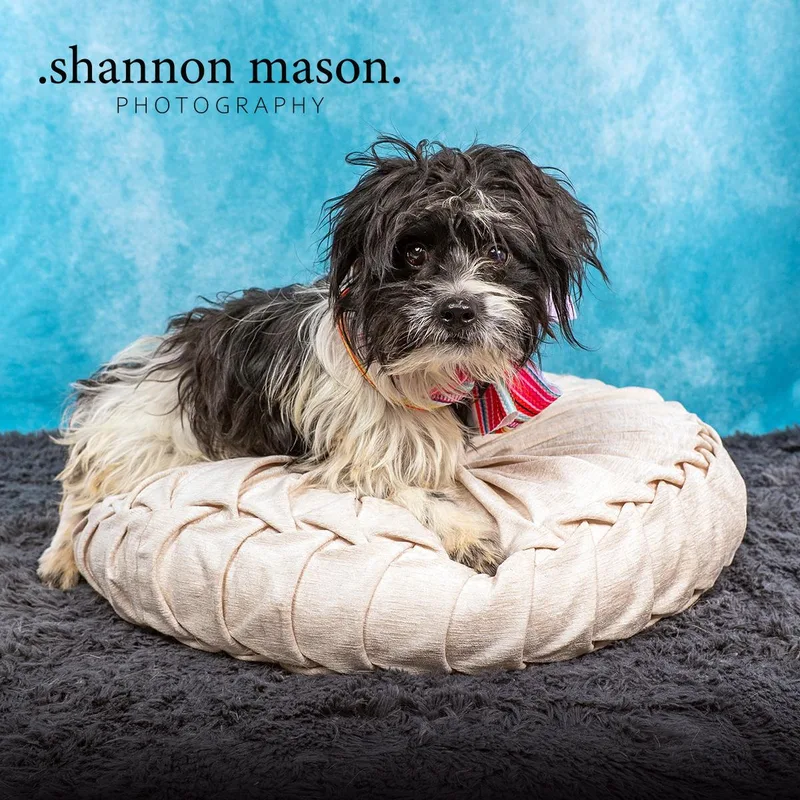 A young small-sized male Terrier dog named Winston for adoption in Las Vegas, NV