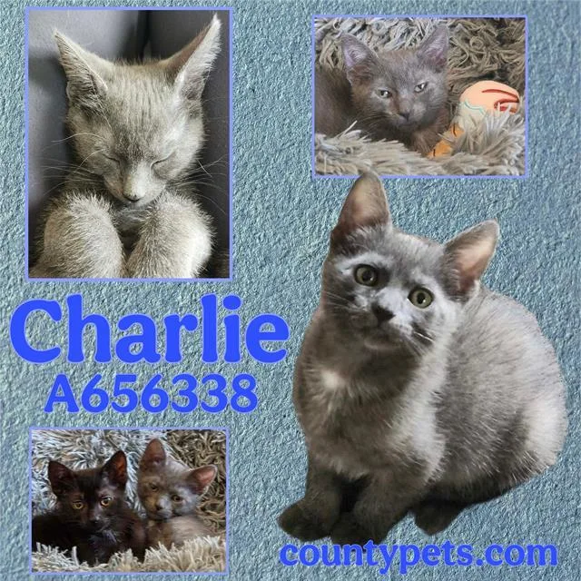 Charlie