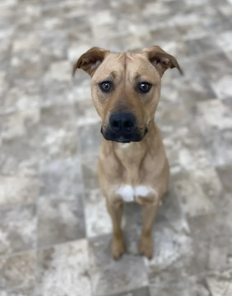 Scooby