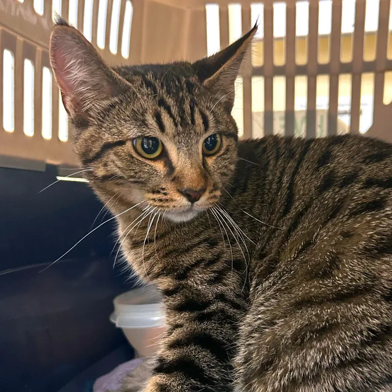 A young medium-sized male Domestic Short Hair cat named Dale Cooper for adoption in Woodinville, WA