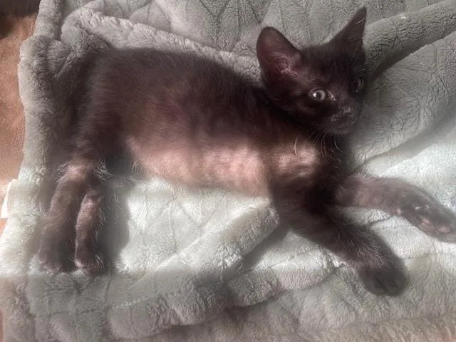 A baby small-sized male Domestic Short Hair cat named Bob for adoption in San Bernardino, CA