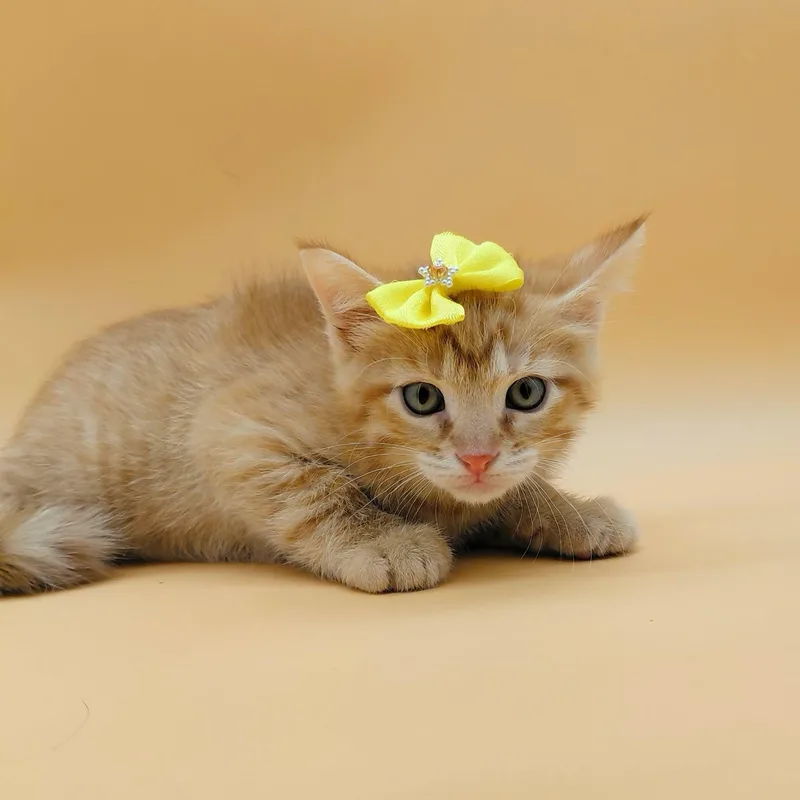 A baby medium-sized male Tabby (Orange / Red) Domestic Short Hair cat named Cloudy for adoption in Springfield, MO