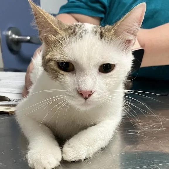A young medium-sized female White Domestic Short Hair cat named Princess Cinnamon for adoption in DeKalb, IL