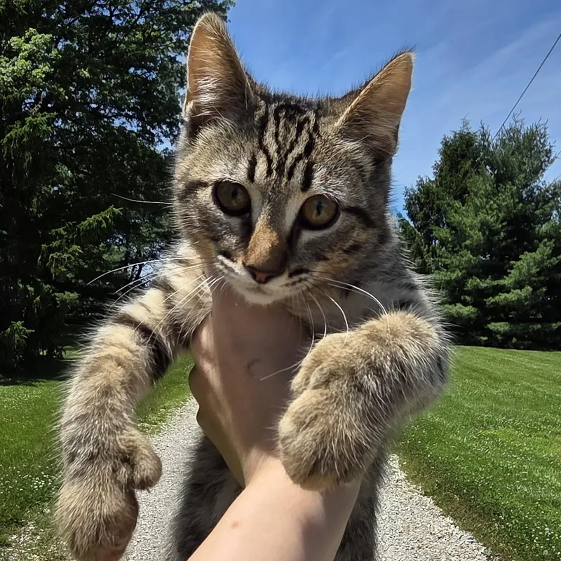A baby medium-sized male Tabby (Gray / Blue / Silver) Tiger cat named Chip for adoption in Muncie, IN