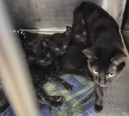 A baby small-sized male Domestic Short Hair cat named Corn On The Cob for adoption in Decatur, IL